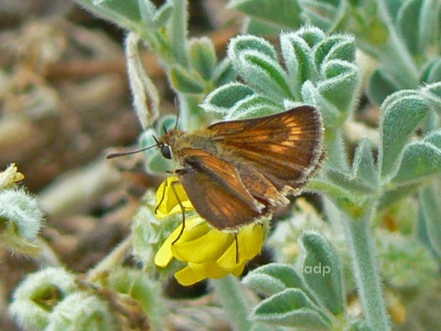 Lulworth Skipper female (Thymelicus acteon) Alan Prowse